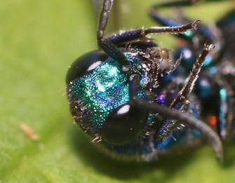 Chrysis analis
